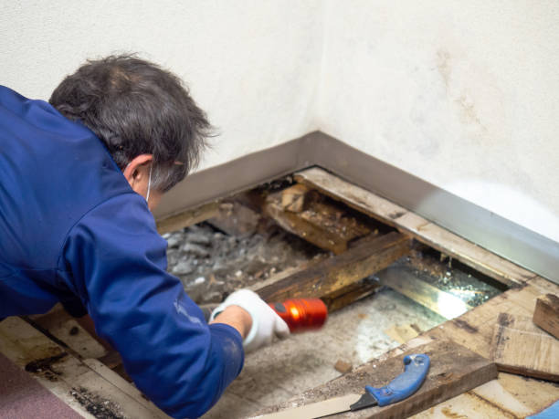 Best Attic Mold Remediation in Mansfield, AR