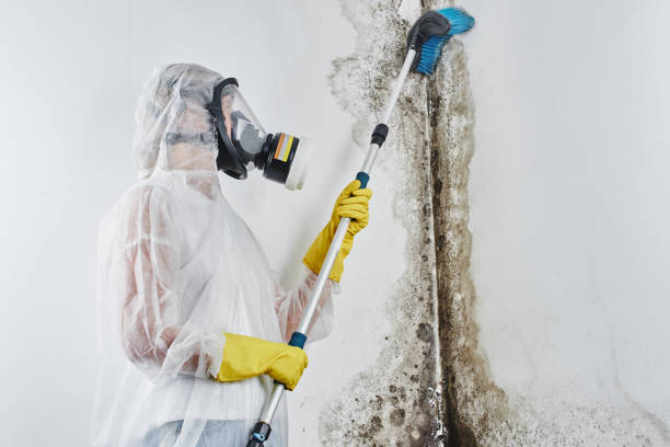 Best DIY Mold Remediation Support Services in Mansfield, AR