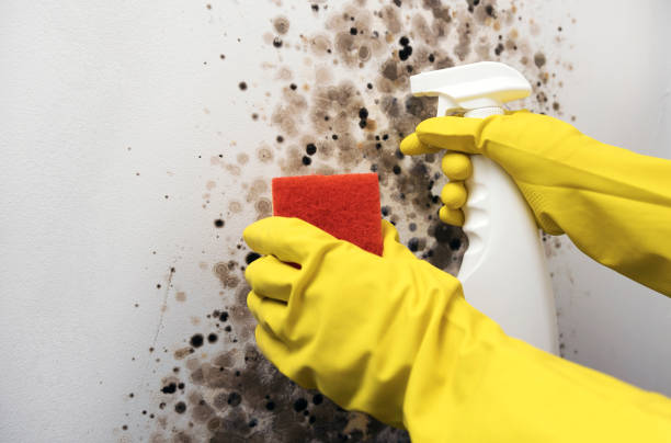 Best Mold Remediation for Schools in Mansfield, AR