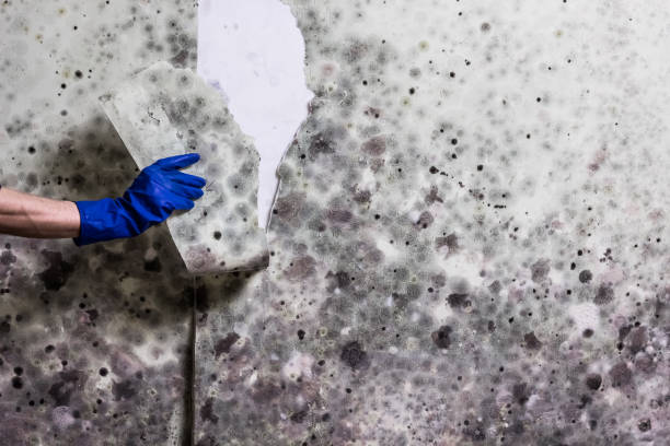 Best Crawl Space Mold Remediation in Mansfield, AR