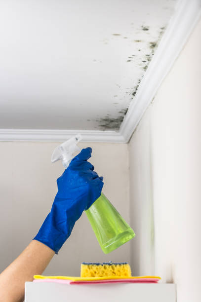 Best Black Mold Remediation in Mansfield, AR